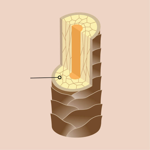 Graphic