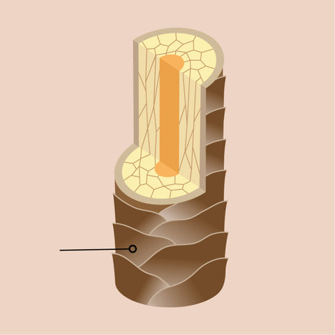 Graphic